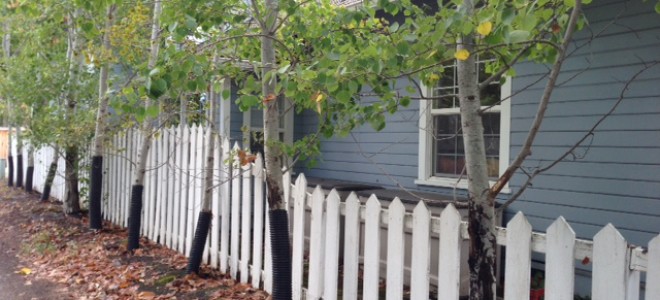 A Dreamy Cottage Neighborhood...